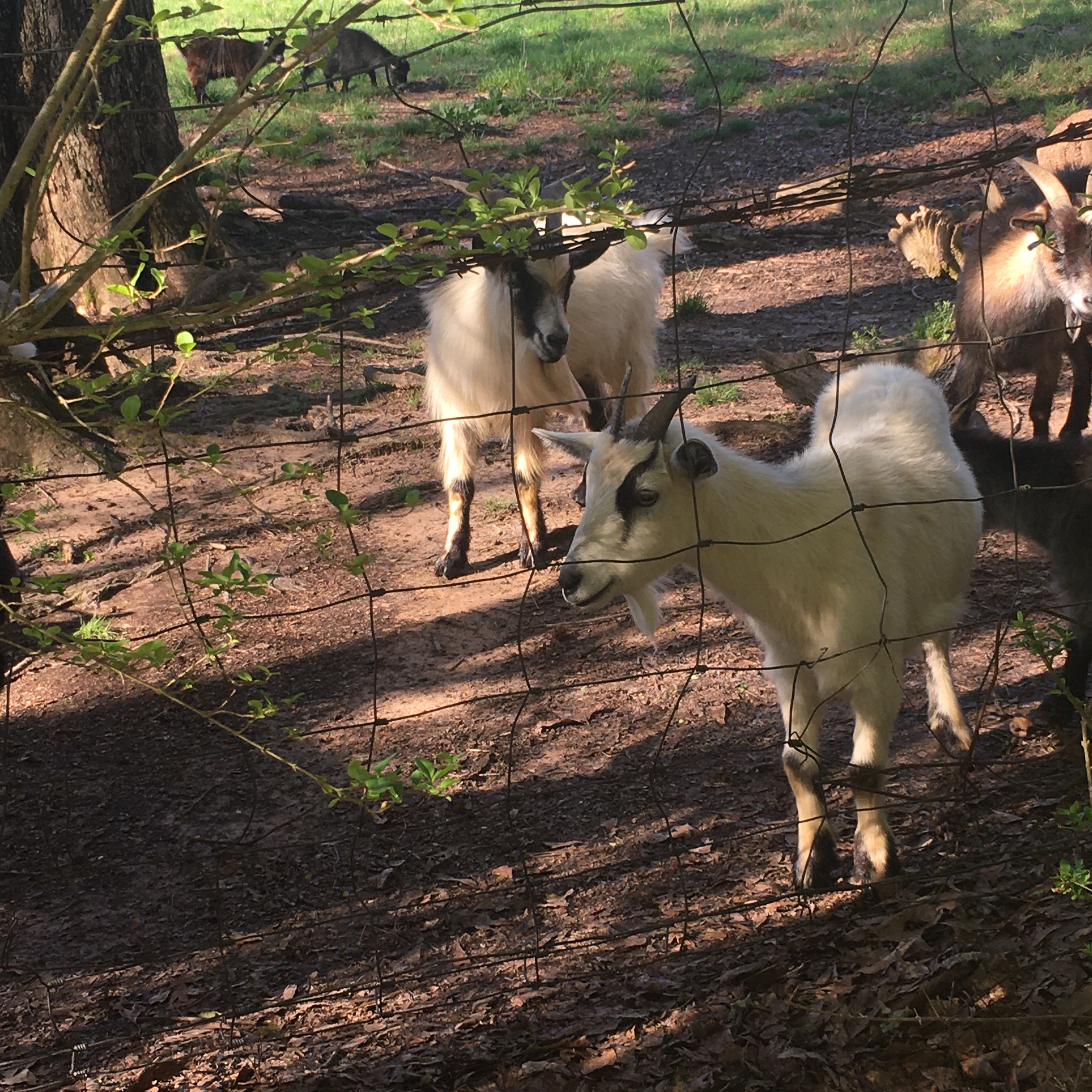 Neighbor's goats